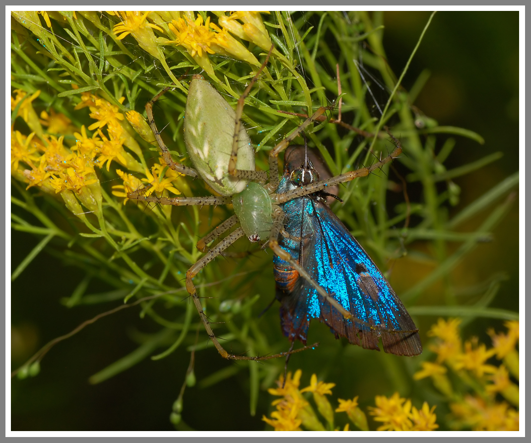 Green Lynx Spider (Peucetia viridans) Feeding on a Great Purple Hairstreak (Atlides halesus)