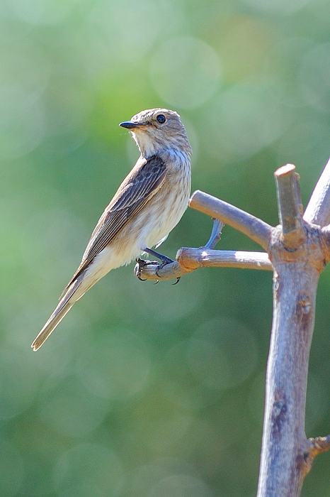 Spotted Flycatcher