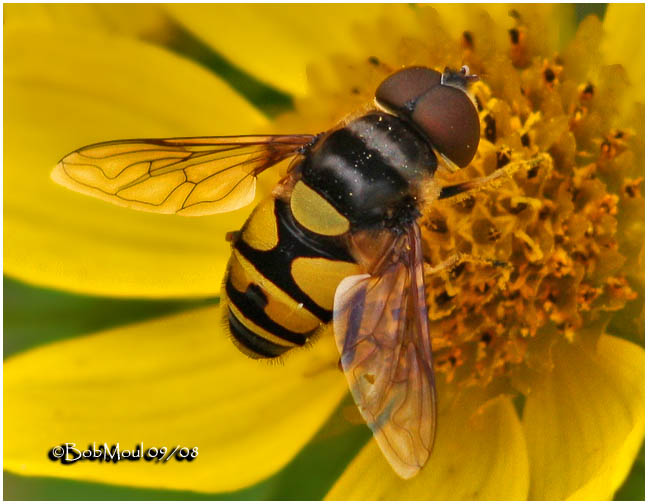 Transverse Flower Fly-Male