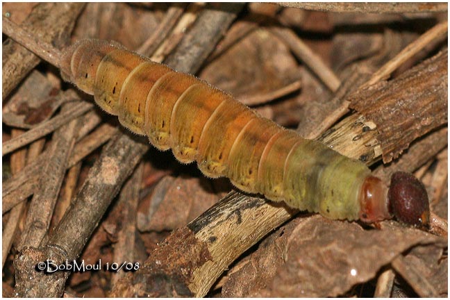 Silver Spotted Skipper Larva