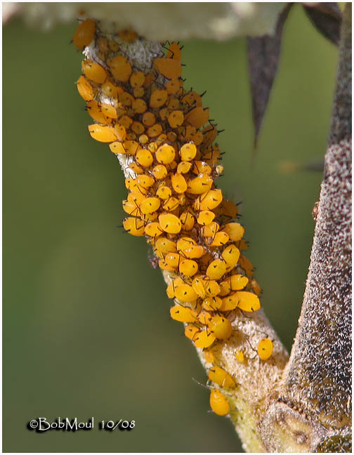 Oleander Aphids