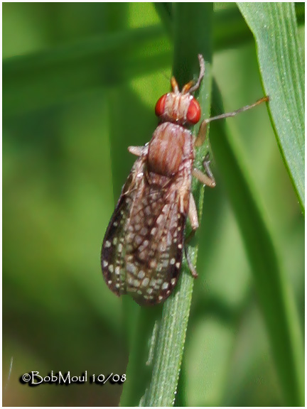 Marsh Fly