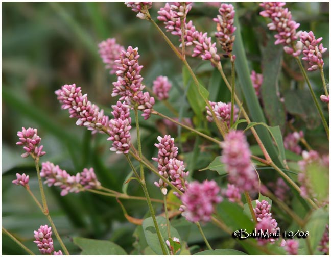 Pink Smartweed