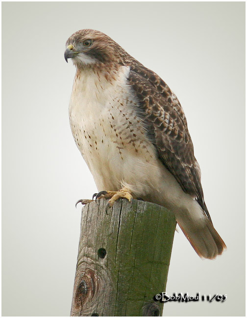 Red-tailed Hawk