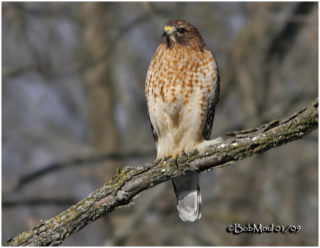 Red-shouldered Hawk-Adult