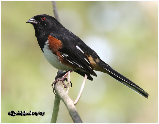Eastern Towhee-Male