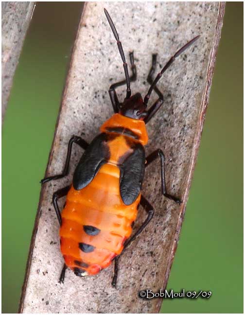 Small Milkweed Bug-Nymph