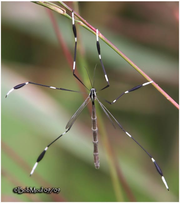 Phantom Cranefly