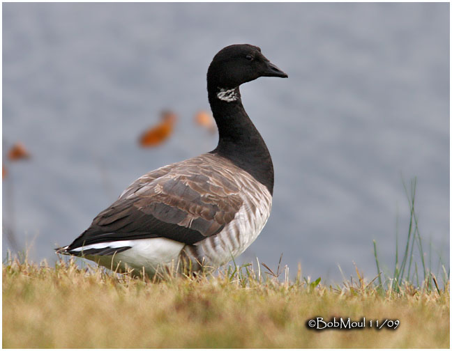 Brant
