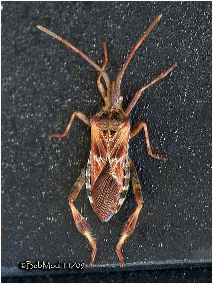 Western Conifer Seed Bug