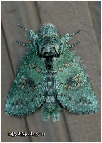 <h5><big>Wavy Lined Heterocampa Moth<br></big><em>Heterocampa biundata #7995</h5></em>