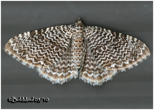 <h5><big>Cherry Scallop Shell Moth <br></big><em>Rheumaptera prunivorata #7292</h5></em>