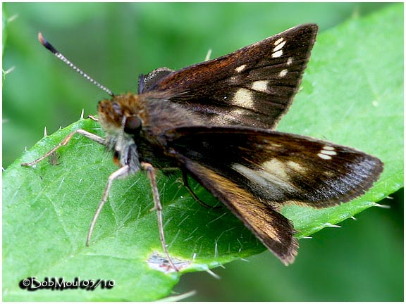 Hobomok Skipper- Female f. Pocahontas