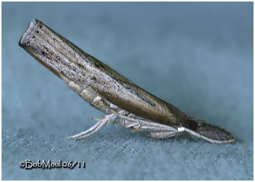 <h5><big>Mottled Grass Veneer Moth<br></big><em>Neodactria luteolellus  #5379</h5></em>