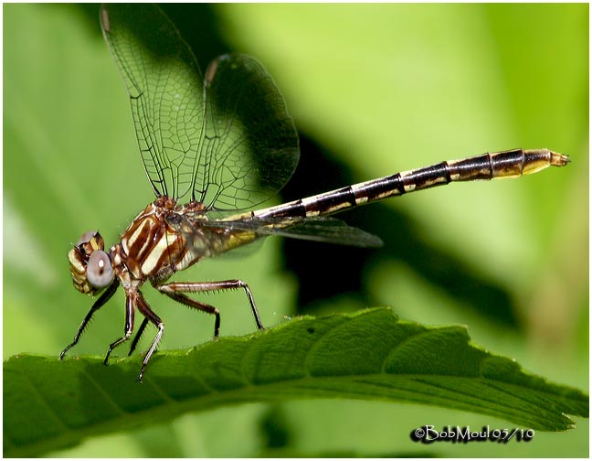 Lancet Clubtail-Male