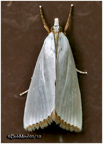 <h5><big>Snowy Urola Moth<br></big><em>Urola nivalis #5464</h5></em>