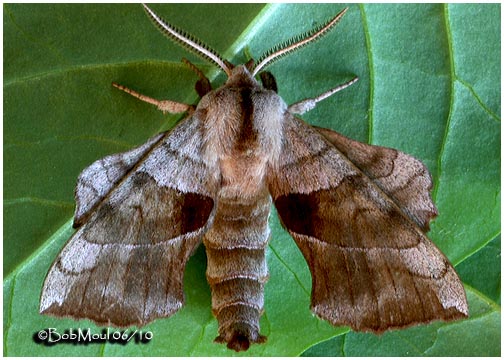 <h5><big>Walnut Sphinx Moth-<br></big><em>Amorpha juglandis  #7827</h5></em>