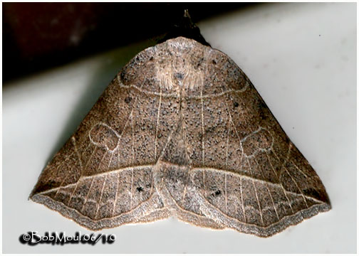 <h5><big>Thin-lined Owlet<BR> Moth <br></big><em>Isogona tenuis #8493</h5></em>