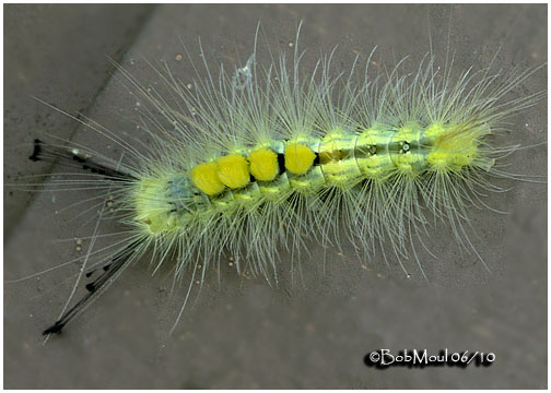 <h5><big>Definite Tussock Moth Caterpillar<BR></big><em>Orgyia definita  #8314</h5></em>