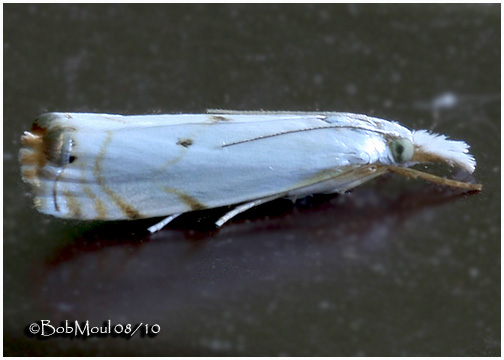 <h5><big>Gold-stripe Grass-Veneer Moth<br></big><em>Microcrambus biguttellus  #5419</h5></em>