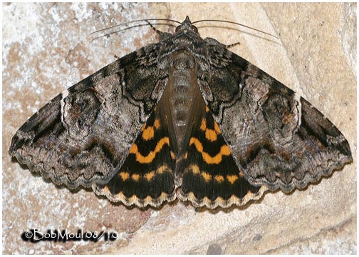 <h5><big>Locust Underwing Moth<br></big><em>Euparthenos nubilis  #8719</h5></em>