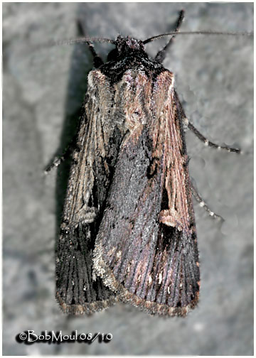 <h5><big>Inclined Dart Moth<br></big><em>Dichagyris acclivis#10870</h5></em>