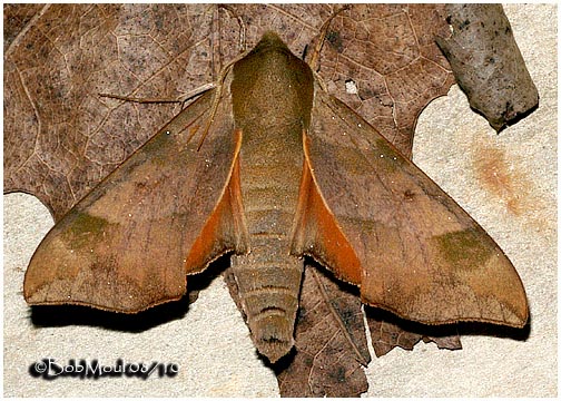 <h5><big>Virginia Creeper Sphinx Moth<br></big><em>Darapsa myron #7885</h5></em>