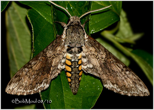 <h5><big>Carolina Sphinx Moth<br></big><em>Manduca sexta  #7775</h5></em>