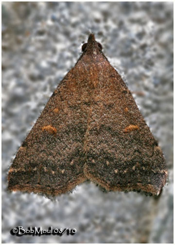 <h5><big>Smoky Tetanolita  Moth<br></big><em>Tetanolita mynesalis #8366</h5></em>