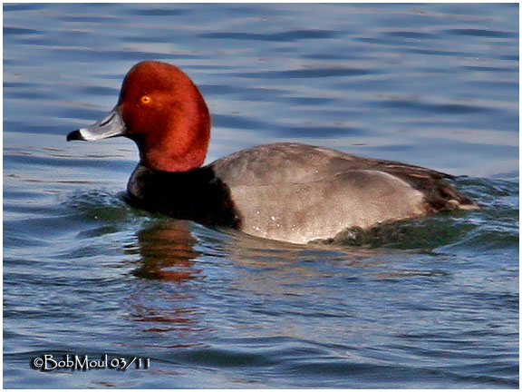 Redhead-Male