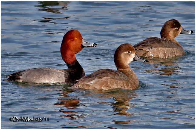 Redheads