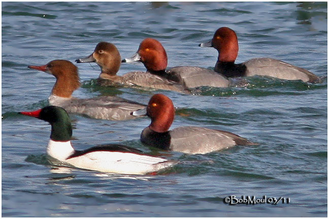 Redheads and Common Mergansers