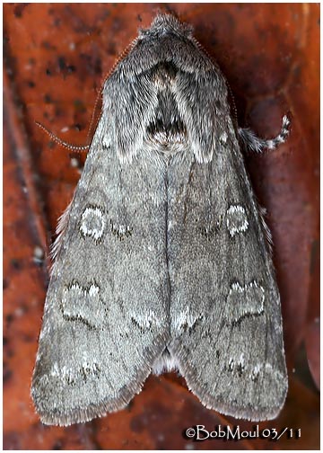 <h5><big>Rolands Sallow Moth<br></big><em>Psaphida rolandi #10014</h5></em>