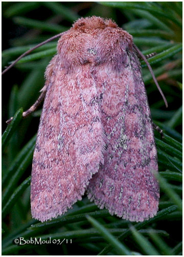 <h5><big>Southern Scurfy Quaker Moth<br></big><em>Homorthodes lindseyi #10532.1</h5></em>