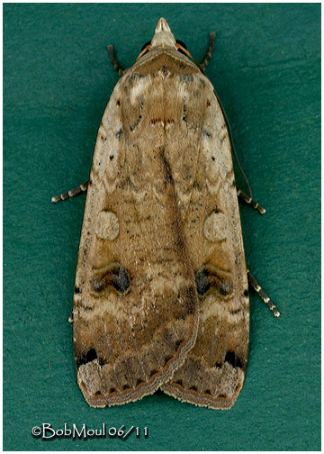 <h5><big>Large Yellow Underwing Moth<br></big><em>Noctua pronuba #11003.1</h5></em>