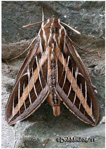 <h5><big>White-lined Sphinx Moth</big><em><BR>Hyles lineata #7894</h5></em>