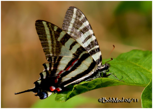<h5><big>Zebra Swallowtail-Spring Form<br></big><em>Eurytides marcellus</h5></em>