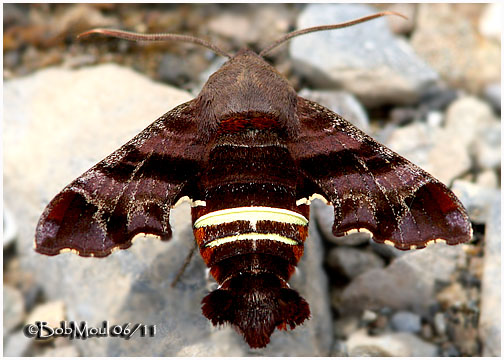 <h5><big>Nessus Sphinx Moth <br></big><em>Amphion floridensis #7873</h5></em>