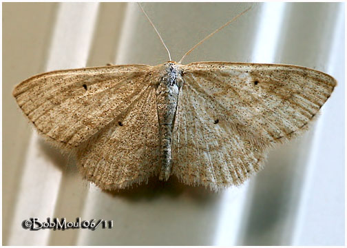 <h5><big>Soft-lined Wave Moth<br></big><em>Scopula inductata #7169</h5></em>