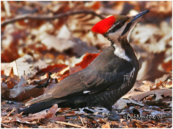 Pileated Woodpecker-Female