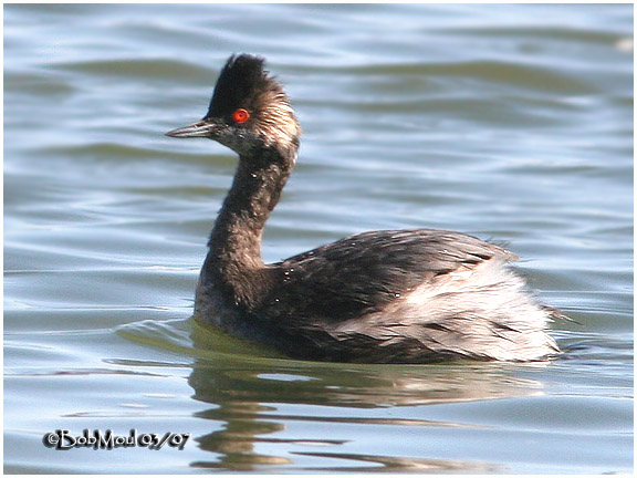 Eared Grebe - Transitional Plumage