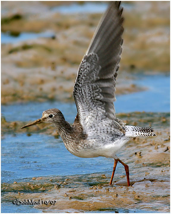 Lesser Yellowlegs-Juvenile