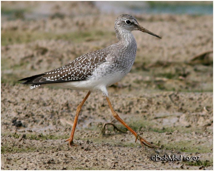 Lesser Yellowlegs-Juvenile