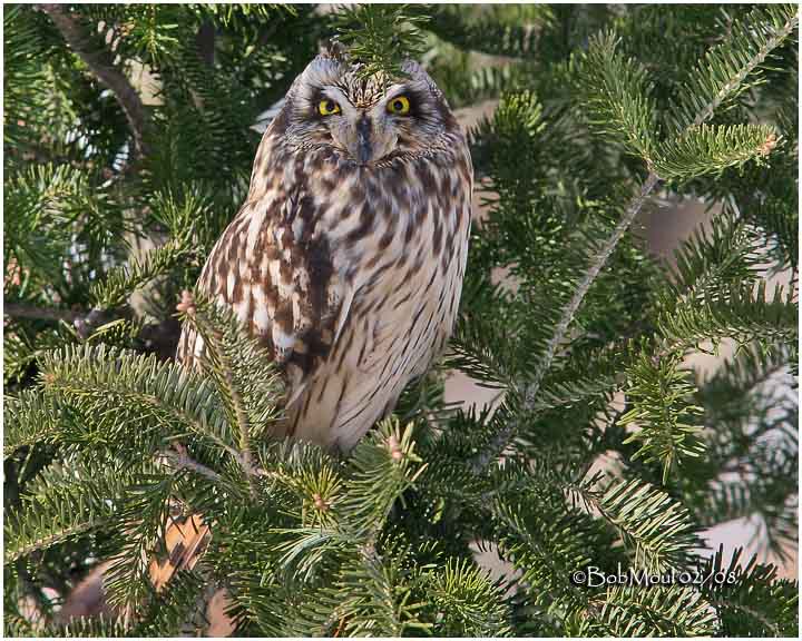 Short-eared Owl