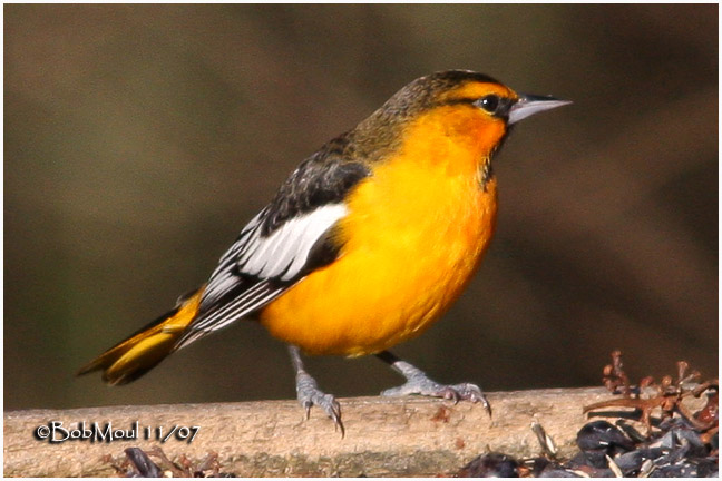 Bullocks Oriole