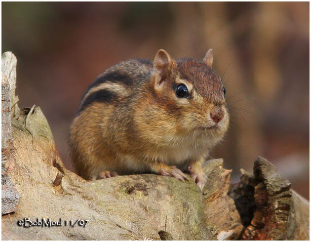 Eastern Chipmunk