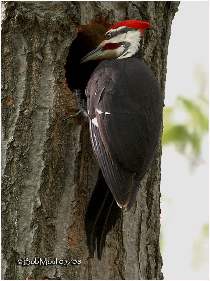 Pileated Woodpecker-Male