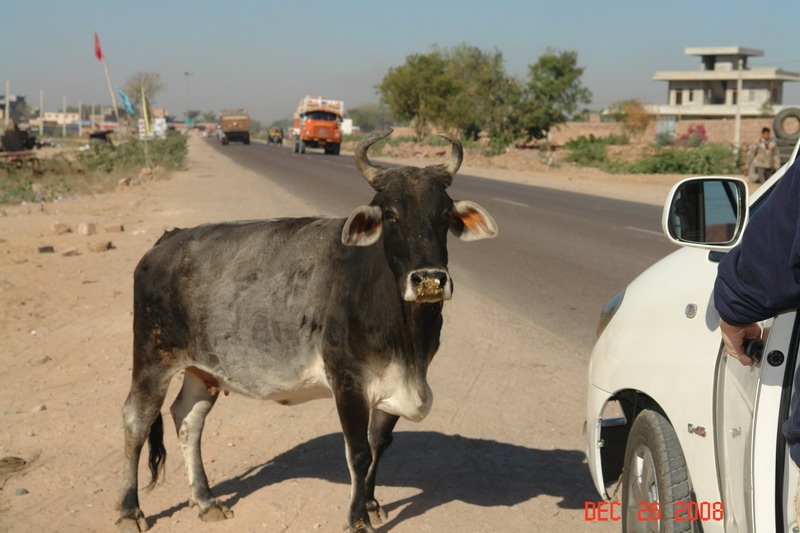 rajastan countryside23