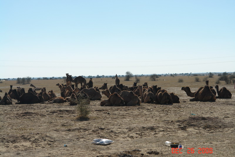 rajastan countryside46