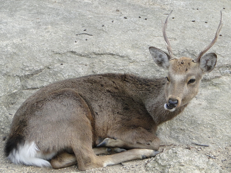 027 miyajima island.JPG